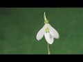 Aconite and Snowdrop flowers opening time lapse
