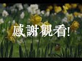 張茜&半噸兄弟【愛似水仙（合唱版）】HD 高清官方歌詞版 MV