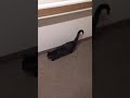My cat investigates the sound in the hallway.