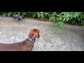 Dusty The Daschund-Pollachi -Tamilnadu-South India