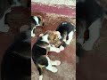 25 Days old beagle puppies 🐾🫰🧿 Watch till end cuties 🥰