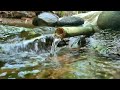 BAMBOO WATER FOUNTAIN - RELAX AND GET YOUR ZEN ON - WHITE NOISE