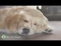 Relaxing music for dogs🐶Stress Relief Music,Relaxation Music🎵Dog's Favorite Music.