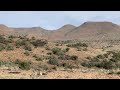Gemsbok Hunt - Eastern Cape - Hunting Africa