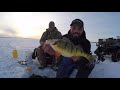 Ice Fishing MUTANT Lake Simcoe Perch!!