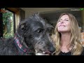 WOLF KILLERS? - The Scottish Deerhound