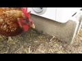 CHEAP Chicken Feeder, How to Build a BULK Chicken/Poultry Feeder, PT1