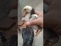 ngasi pakan anak ayam, ful maggot, ujicoba bagus magot utk anak ayam,