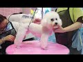 2024 Chó Phốc Sóc Mini 😍 Funny and Cute Pomeranian 😺🐶 | cute animals74