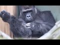 Gorilla⭐️Dad, let's play‼︎playtime with father and two sons.【Momotaro family】