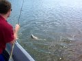 Monster Redfish Tampa Bay