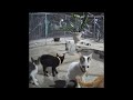 😹😻 Funny Dog And Cat Videos 🤣😻 Best Funny Animal Videos #15