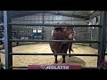 Part 1: Grassfields Beef Production Auction live from Grassfields Beef Droughtmasters.