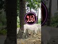 sabko sabko bakara eid mubark ho special vfx islamic video #shorts #vairal