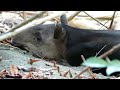 GIANT Tapirs in Costa Rica's Corcovado National Park!