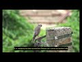 I Chestnut-tailed Starling I | কাঠ শালিক | Nature Clicks