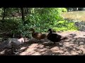 Duck Trio Story Episode 4 - Life is peaceful together. Wish Mary speedy recovery. #duck #trio #story
