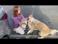 Ice Cream Competition: Golden Retriever Dog vs. Owner