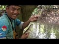 Ide Paling Bar Bar Mancing Ikan Channa