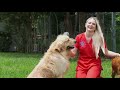 Owning a golden retriever? | THE GOLDEN RETRIEVER