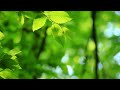 A day full of green☁Healing music in nature, Stress relief music, Meditation music.