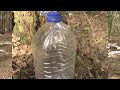 A strange way in Russia to collect birch sap in the forest