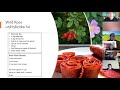 Plant Medicine for Beginners | Linda Black Elk