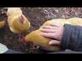 One of My Chickens Decided to Hop on My Lap While I Was Filming Them