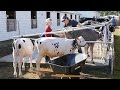 Animals at the Fryeburg Fair