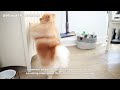 Pomeranian Helps Owner With Chores