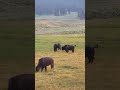 Buffalo 2