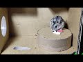 Funny Hamster | Hamster Escape maze With trap px
