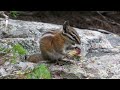 SO CUTE! Chipmunks and Squirrels in Colorado!