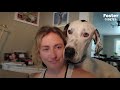 100-Pound Great Dane Had No Idea How To Cuddle Until... | The Dodo Foster Diaries