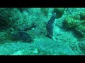 Moray and cleaning shrimp - Barbados