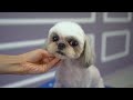 SHIH TZU GROOMING🐶❤️Extremely matted!! Complete shave down!!