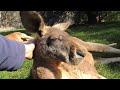 Feeding and petting a Red Kangaroo