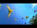 Butterfly Sky: The Most Beautiful 4K Experience