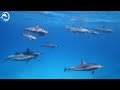 Underwater World 4K (ULTRA HD) 🐠 - Coral Reefs and Colorful Sea Life - Relaxing Music