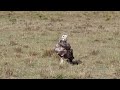Unbelievable! Martial Eagle Steals Baby and Gazelle Attacks | Great Plains Conservation