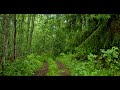 4K - 3 Hours Relaxing Bird song in the rain in the forest - Relaxing Nature Video