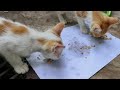 Cute Three Brothers Kitten Eaten Together with Mommy