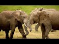 Gigantes majestuosos: Explorando el mundo de los elefantes | Episodio Completo