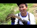 Momen Langka..!Pemancing menjumpai sarang ikan besar di sungai dangkal saat mancing ikan gabus