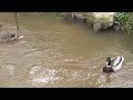 Ducks on the fast flowing river 17/3/24