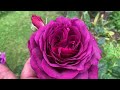 Rose Garden Tour | First Flush    (Maybe) | David Austin Roses | Kordes Roses |