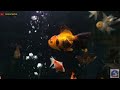 SEASCAPES 'GOLD FISH' AQUARIUM | goldfish set up
