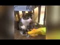 🤣 When Cats Are So Silly 😹 I will die laughing 😅 Funniest Catss 🐕😂