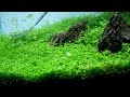 PLANTING MONTE CARLO IN AQUARIUM - Planted Aquarium Setup