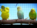Sound Therapy Budgie Sounds in spring beautiful sunny day